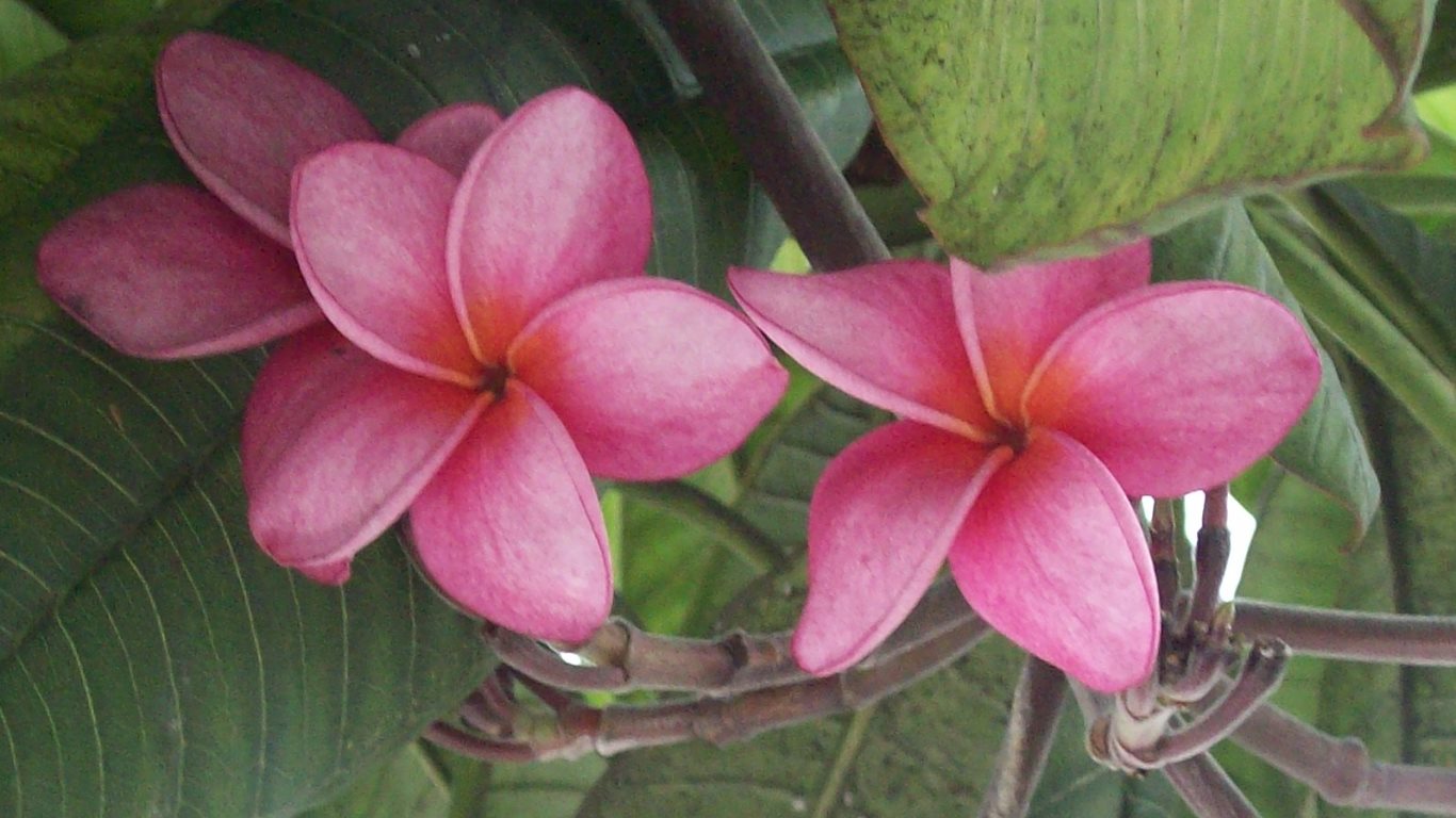 62_pink frangipani_USM_20100518_100_1526D_tobagojo@gmail.com_1366w_768h